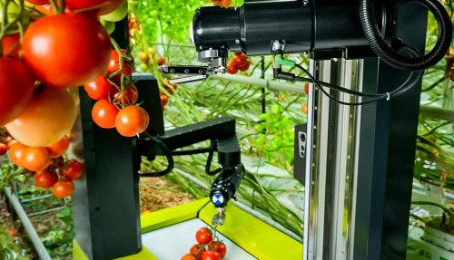 Израильский стартап разработал первого робота с ИИ для сбора помидоров - «Технологии»